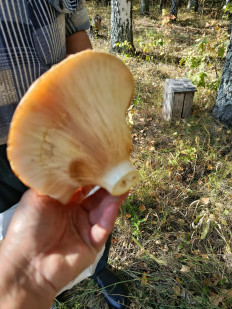 Гриб из Казань