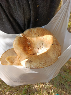 Гриб из Казань