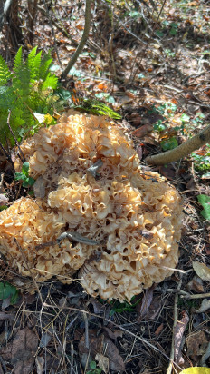 Спарассис курчавый