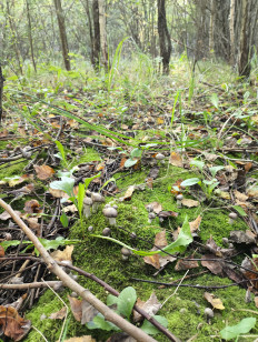 Гриб из Москва