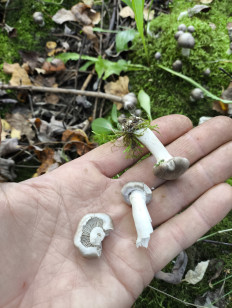 Гриб из Москва