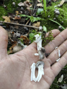 Гриб из Москва