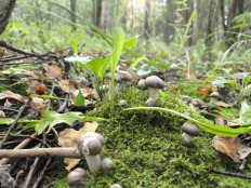 Гриб из Москва