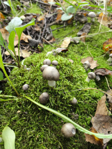 Гриб из Москва