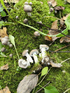 Гриб из Москва