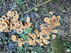 Гриб из Левашовское лесничество