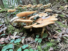 Гриб из Левашовское лесничество