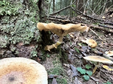 Гриб из Левашовское лесничество