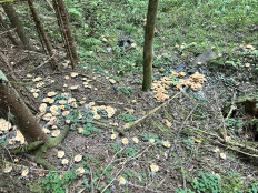 Гриб из Левашовское лесничество