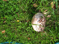 Гриб из Санкт-петербург