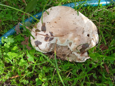 Гриб из Санкт-петербург