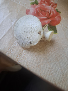 Гриб из Дуброво, Молодечненский р-н