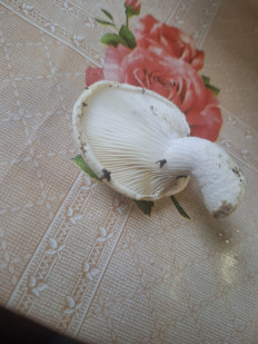 Гриб из Дуброво, Молодечненский р-н