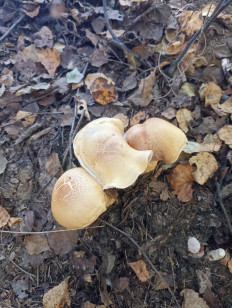 Гриб из Москва