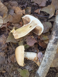 Гриб из Москва