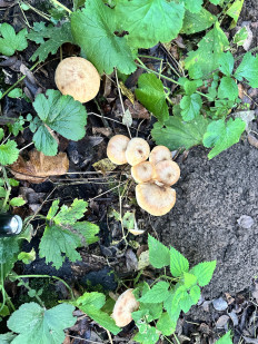 Гриб из Юнтоловский заказник