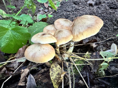 Гриб из Юнтоловский заказник