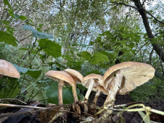 Гриб из Юнтоловский заказник