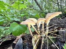 Гриб из Юнтоловский заказник