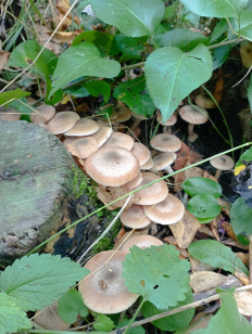 Гриб из Санкт-Петербург