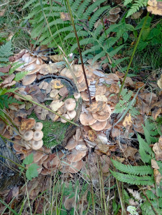 Гриб из Санкт-Петербург