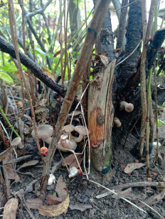 Гриб из Санкт-Петербург