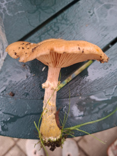 Гриб из Санкт-Петербург