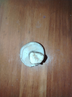 Гриб из Коасноярск