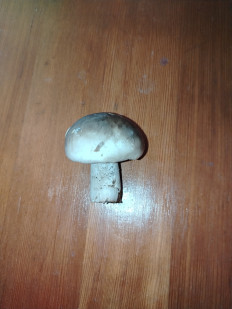 Гриб из Коасноярск