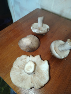 Гриб из Коасноярск