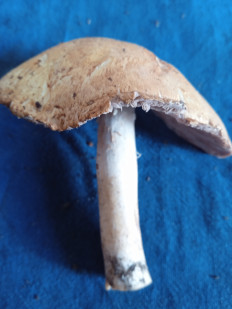 Гриб из Харьков