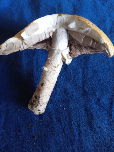 Гриб из Харьков