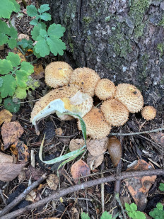 Гриб из Московская область поварово