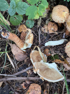 Гриб из Московская область поварово