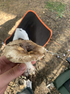 Гриб из Петушки