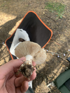 Гриб из Петушки