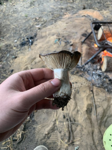 Гриб из Петушки