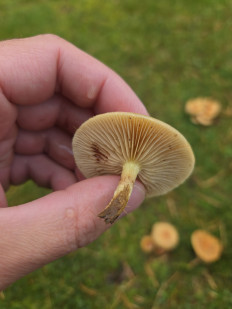 Гриб из Санкт-Петербург