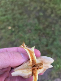 Гриб из Санкт-Петербург