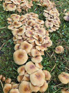 Гриб из Санкт-Петербург