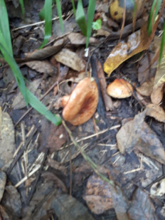 Гриб из кавказский район