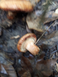 Гриб из кавказский район