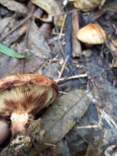 Гриб из кавказский район