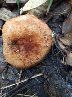 Гриб из кавказский район