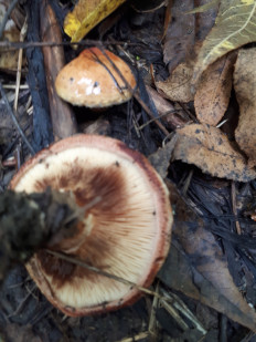 Гриб из кавказский район