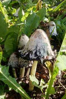 Coprinus comatus - Навозник белый