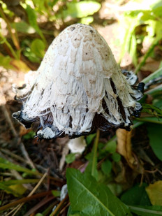 Coprinus comatus - Навозник белый