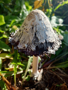 Coprinus comatus - Навозник белый