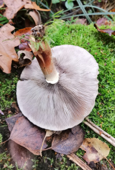 Гриб из Москва