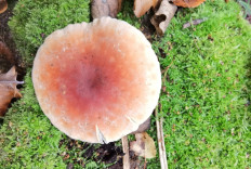 Гриб из Москва